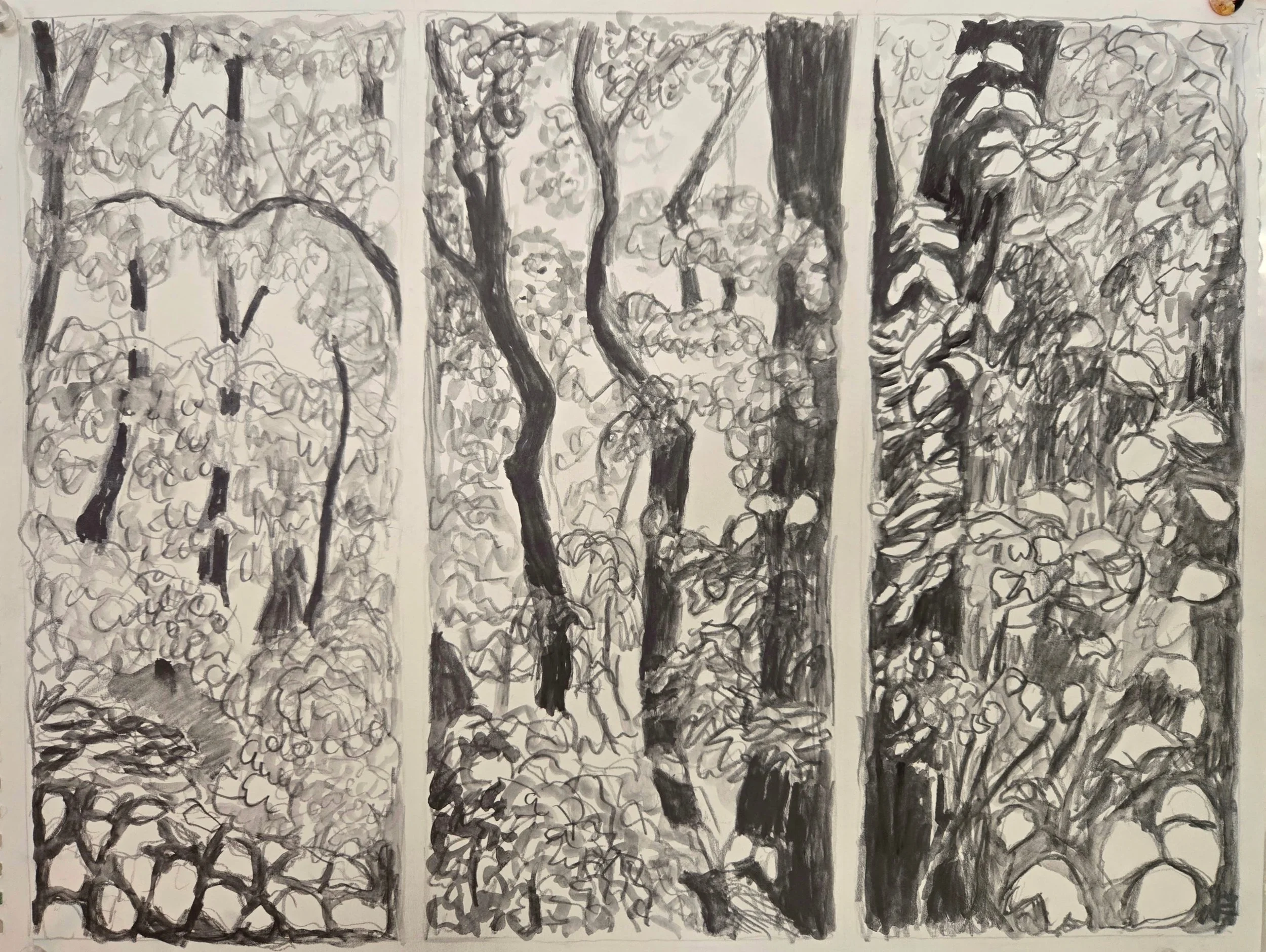 Forest Triptych , 2026, water soluble graphite, 10 in. x 14 in.