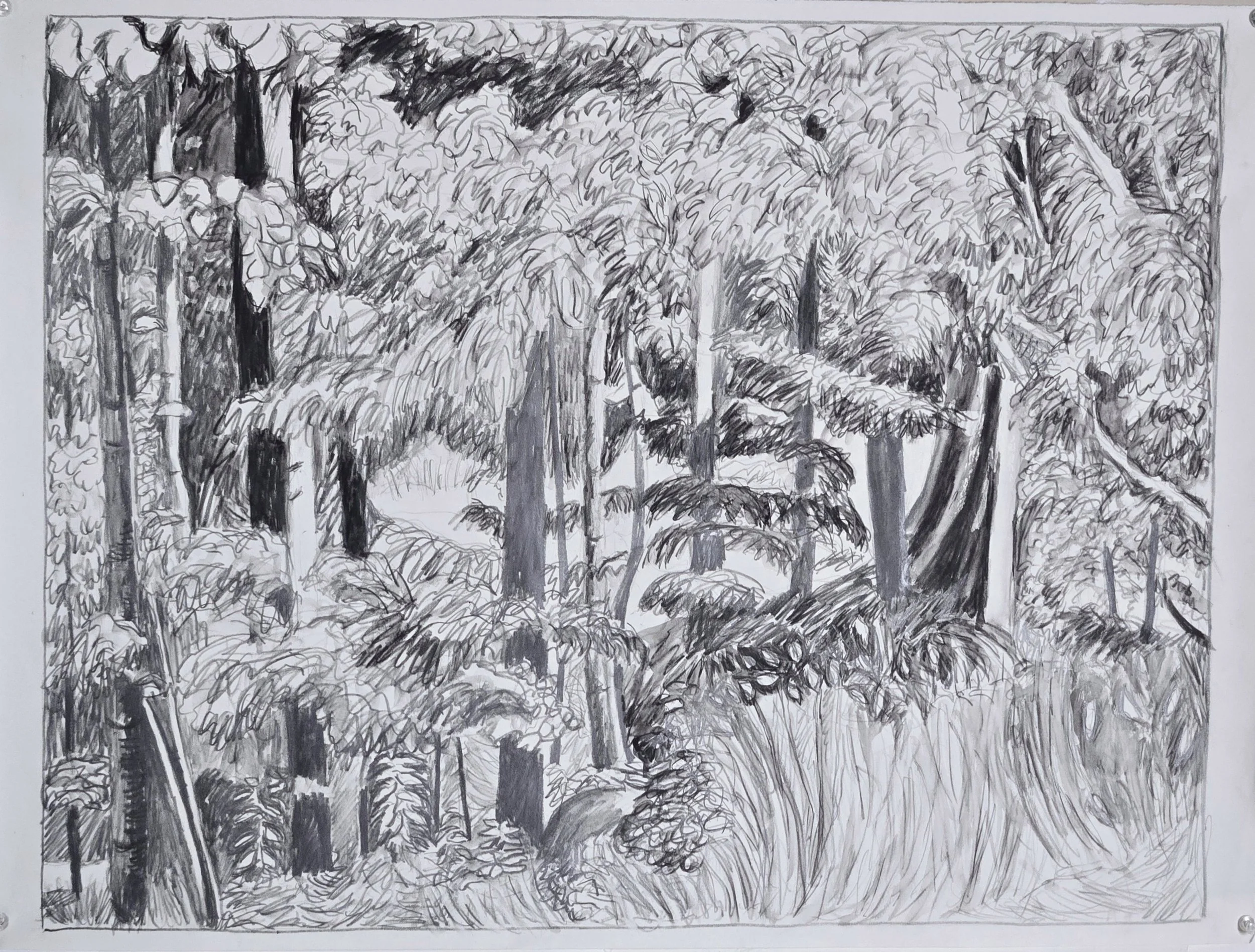 Forest , July 2025, water soluble graphite, 18 in. x 24 in.