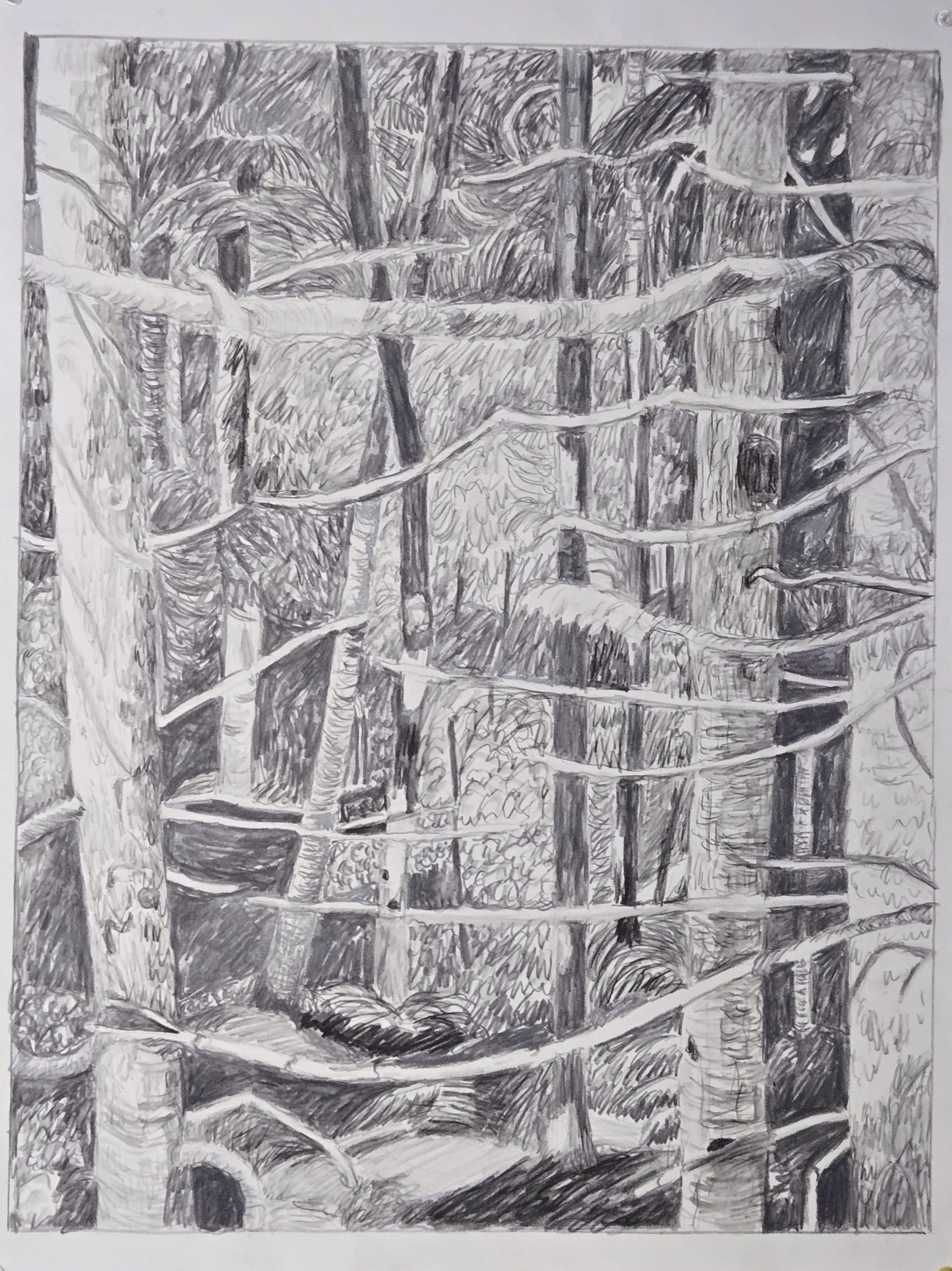 Gated Forest , July 2025, water soluble graphite, 18 in. x 24 in.