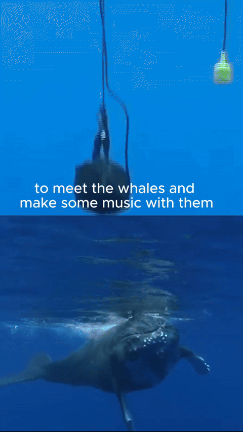 en_uniqueinspiration-eclecticrange.documentary-whale-demomusic_vid_1080x19202-ezgif.com-video-to-gif-converter (2).gif