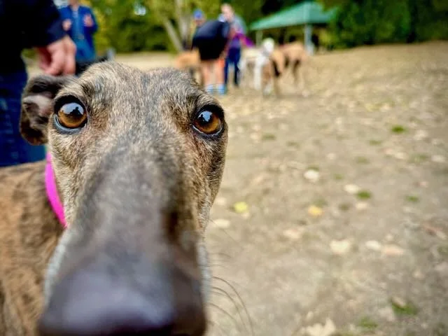 Close-up of a curious dog's face with a background of people and other dogs in a park.