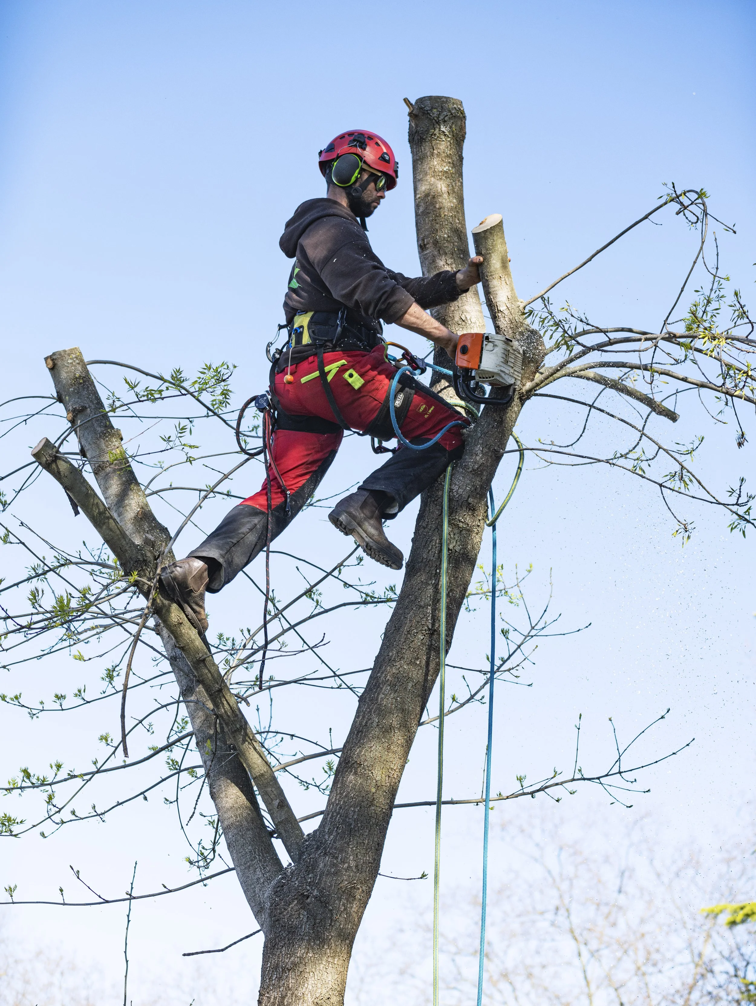 Tree loping services South Eastern Landscape and Lawn Care Eastern Suburbs Sydney gardeners