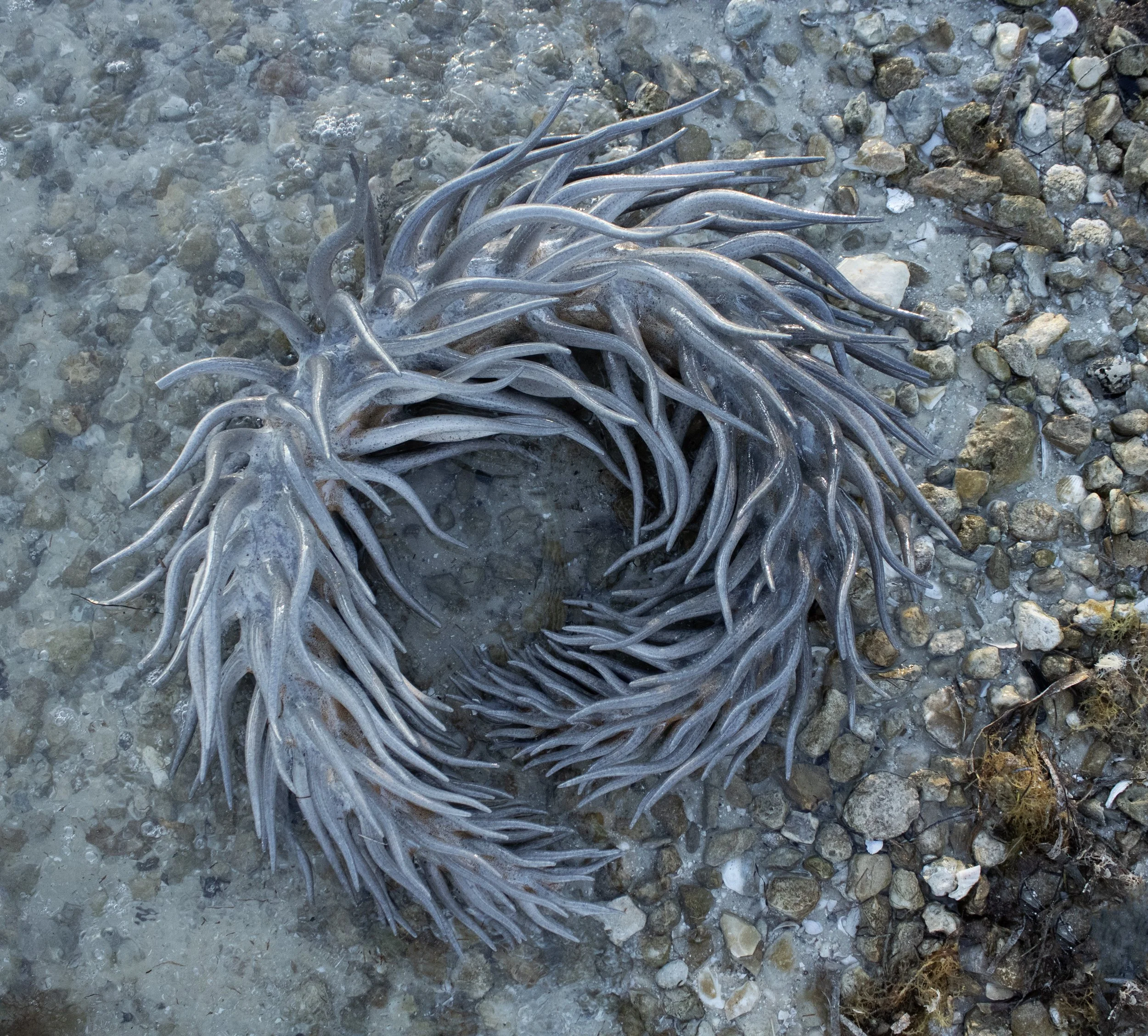 Spiral on rocks.jpeg