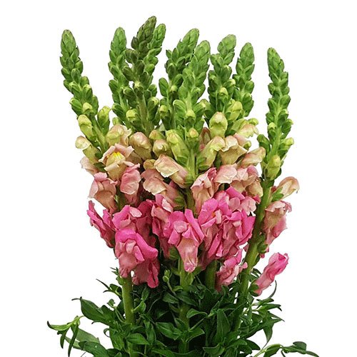 snapdragon-pink.jpg