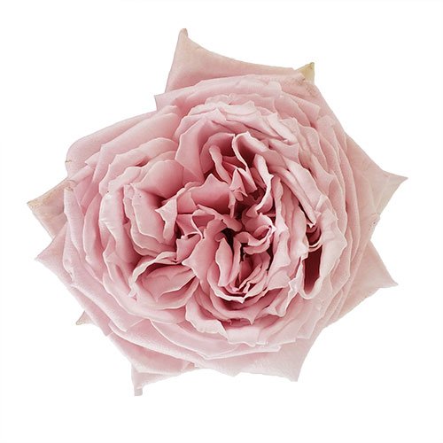 Bree rose 14.jpg