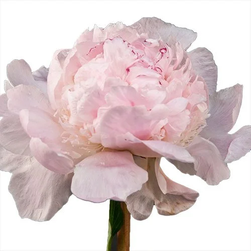 peony-pecher-light-pink-blush.jpg