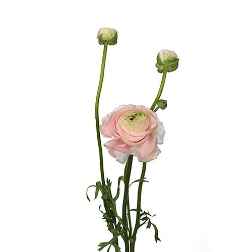 ranunculus-light-pink.jpg