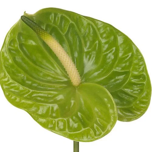 anthurium-green.jpg