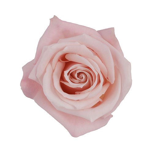 rose-sweet-escimo-blush (2).jpg