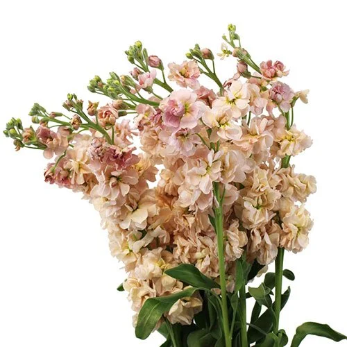 stock-peach.jpg