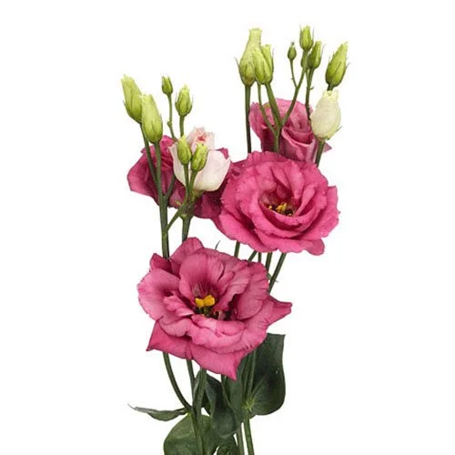 lisianthus-dark-pink.jpg