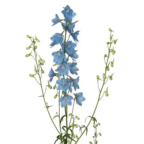 delphinium-belladonna-light-blue (2).jpg