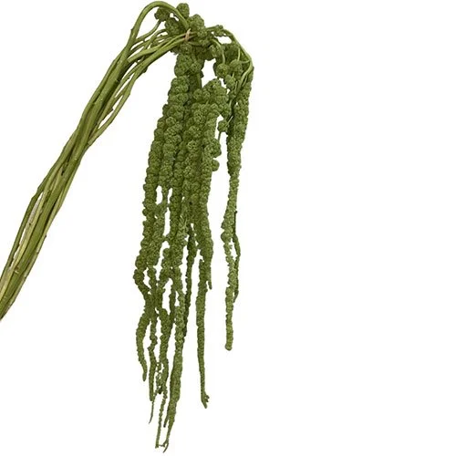 amaranthus-hanging-green-super (1).jpg