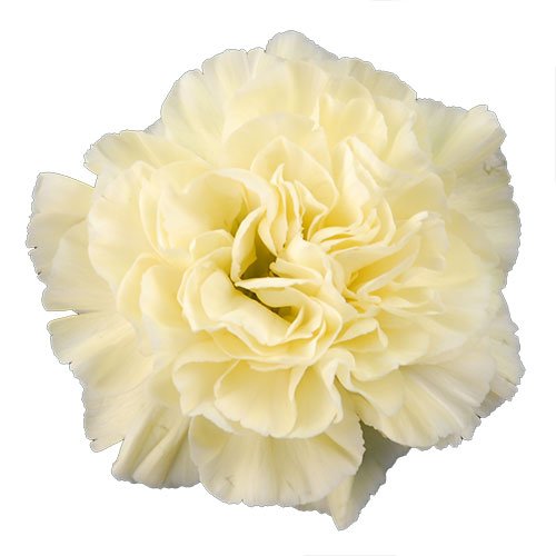carnation-wedding-pale-yellow.jpg