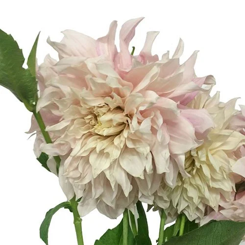 dahlia-cafe-au-lait-cream.jpg