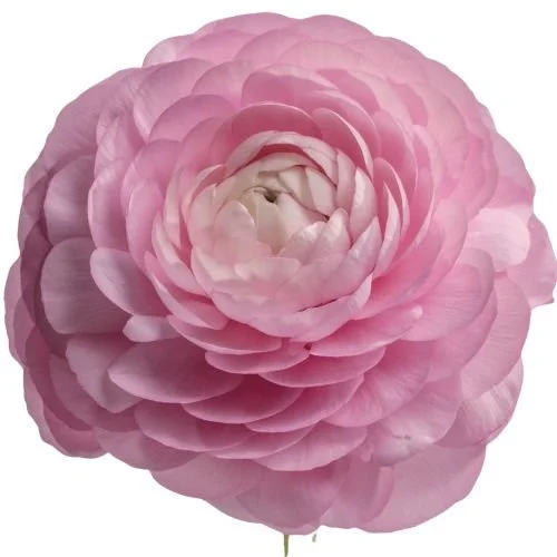 ranunculus_lightpink.jpg