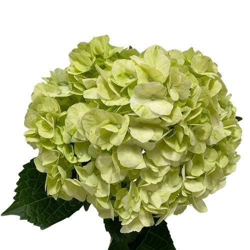 hydrangea_mojito_green_1.jpg