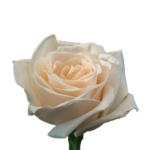 Bree rose 11.jpg