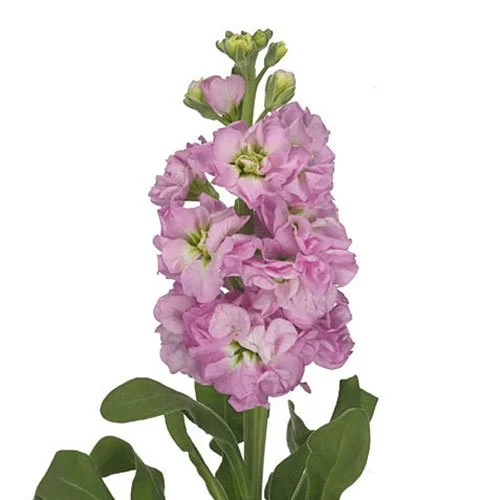 stock-medium-pink.jpg