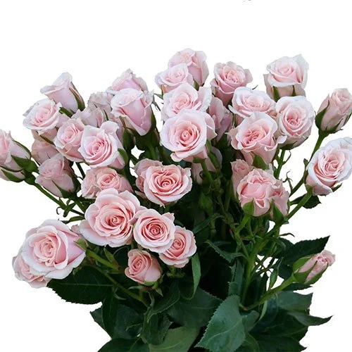 spray-rose-majolika-light-pink.jpg