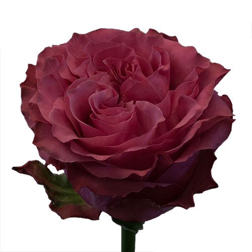 Bree rose 4.jpg