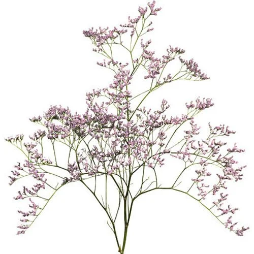 limonium-emile-pink.jpg
