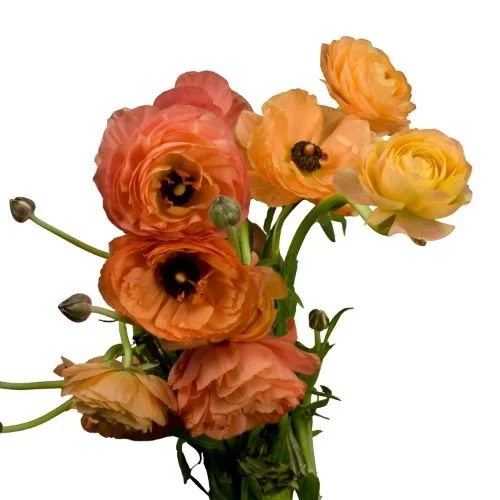 ranunculus-apricot.jpg