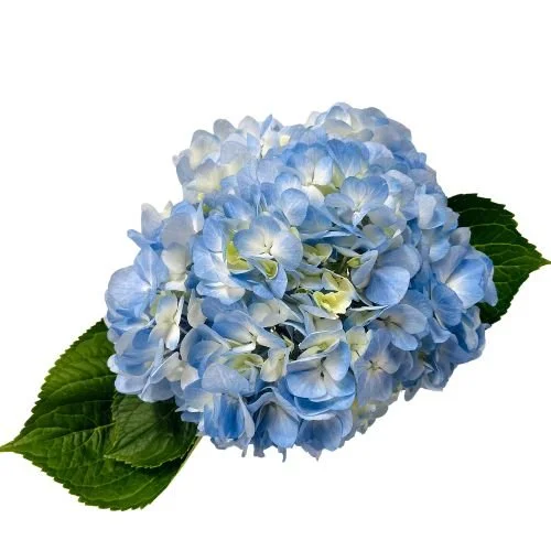 hydrangea_light_blue_1 (1).jpg