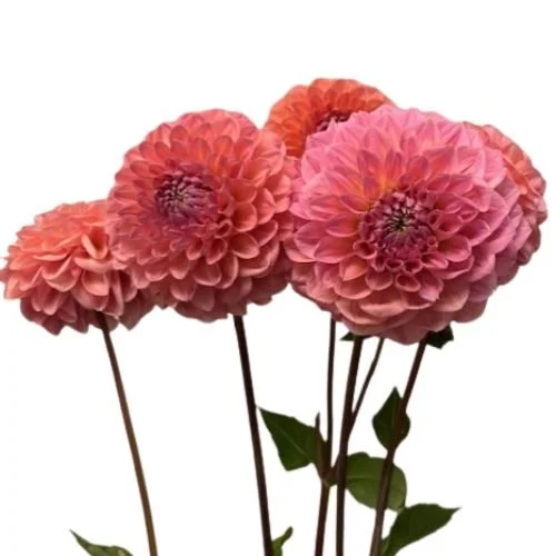 dahlia_lindas_baby_coral_1.jpg