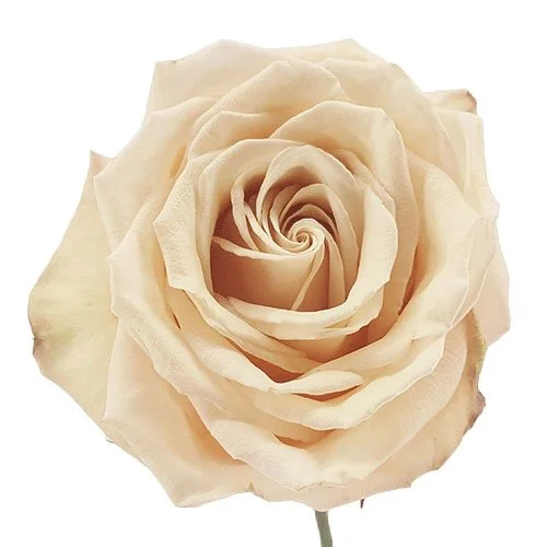 Bree rose 10.jpg