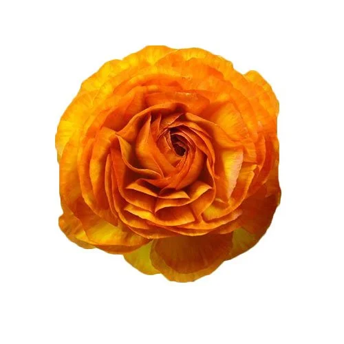 ranunculus-orange.jpg