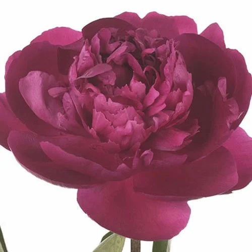 peony-felix-supreme-hot-pink.jpg
