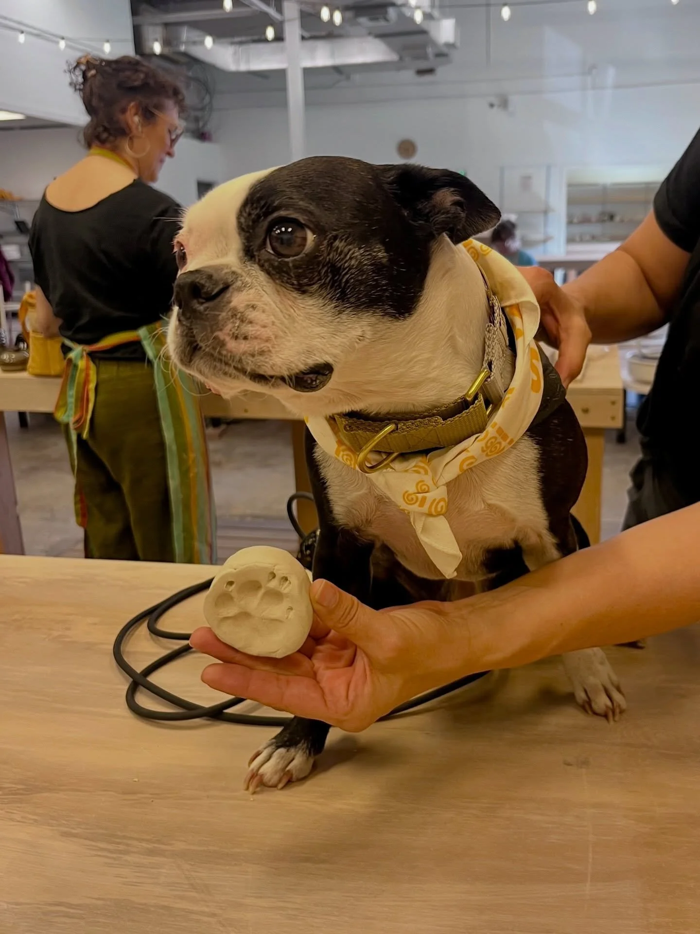 Bring your pup to @liveoakbrewing for Muddy Paws &amp; Pints on Saturday, May 30th from 2:30&ndash;4:30pm 🐾🍻

Press your dog&rsquo;s paw into clay and create a one-of-a-kind keepsake coaster for $35!

Walk-ups only, no registration needed 🐶

&mdas
