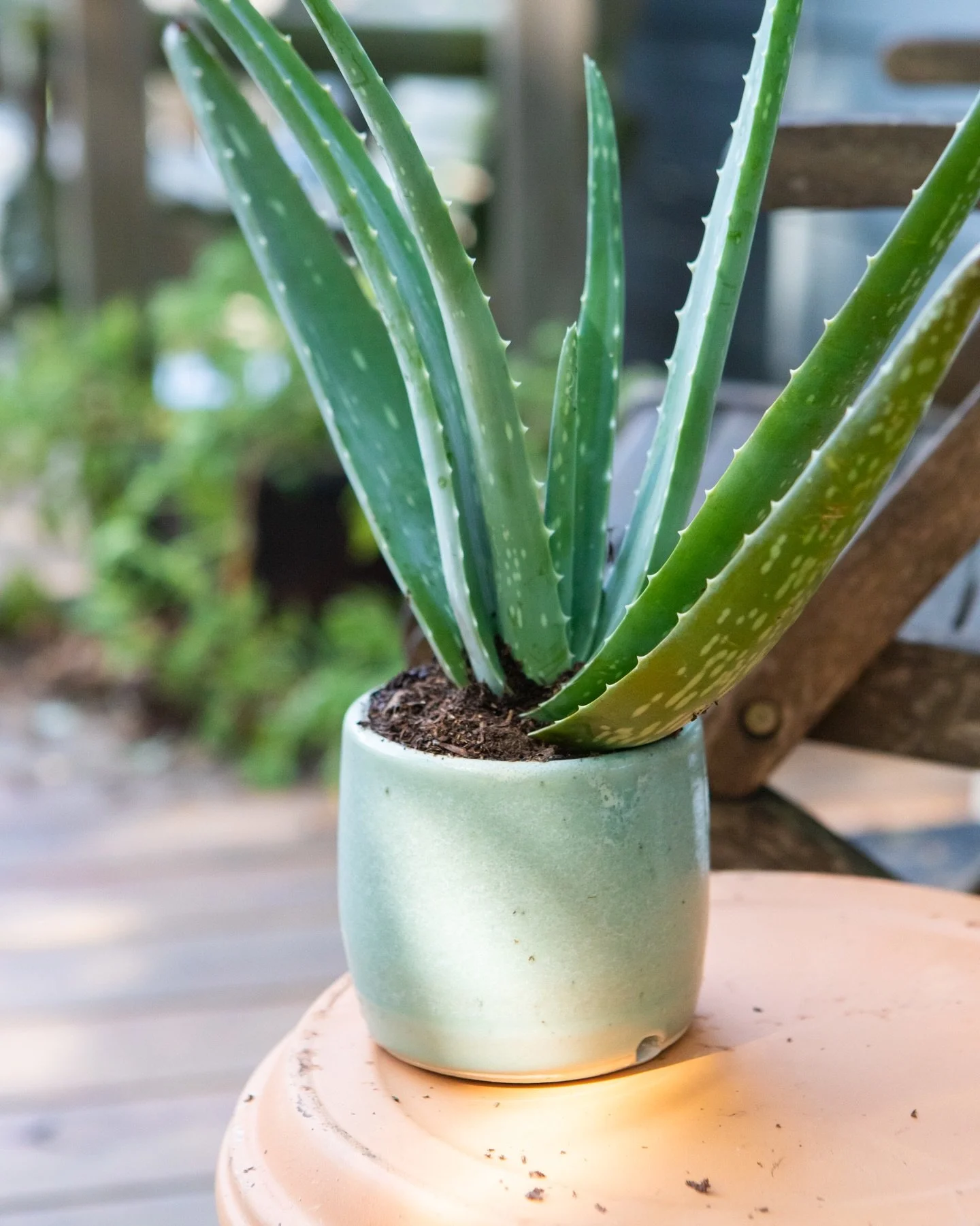 When it&rsquo;s sunburn season all year round in Austin, it&rsquo;s nice to have an aloe plant on hand 🪴☀️

Learn how to make your own planters during our All Levels Wheel Class at @ceramigos_austin starting July 11th!

Registration link in bio 🔥

