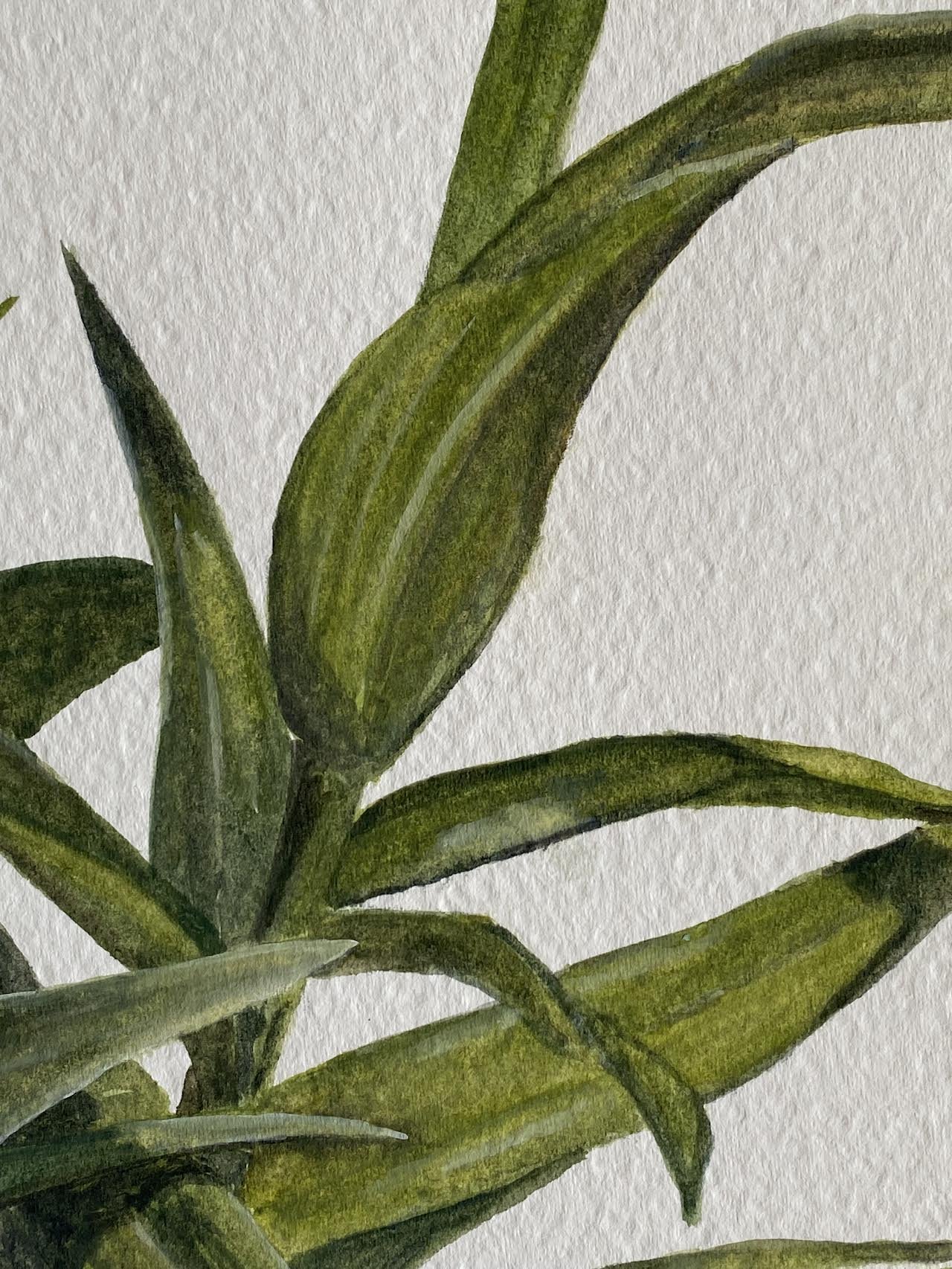 efflorescence Zoom 2.jpg