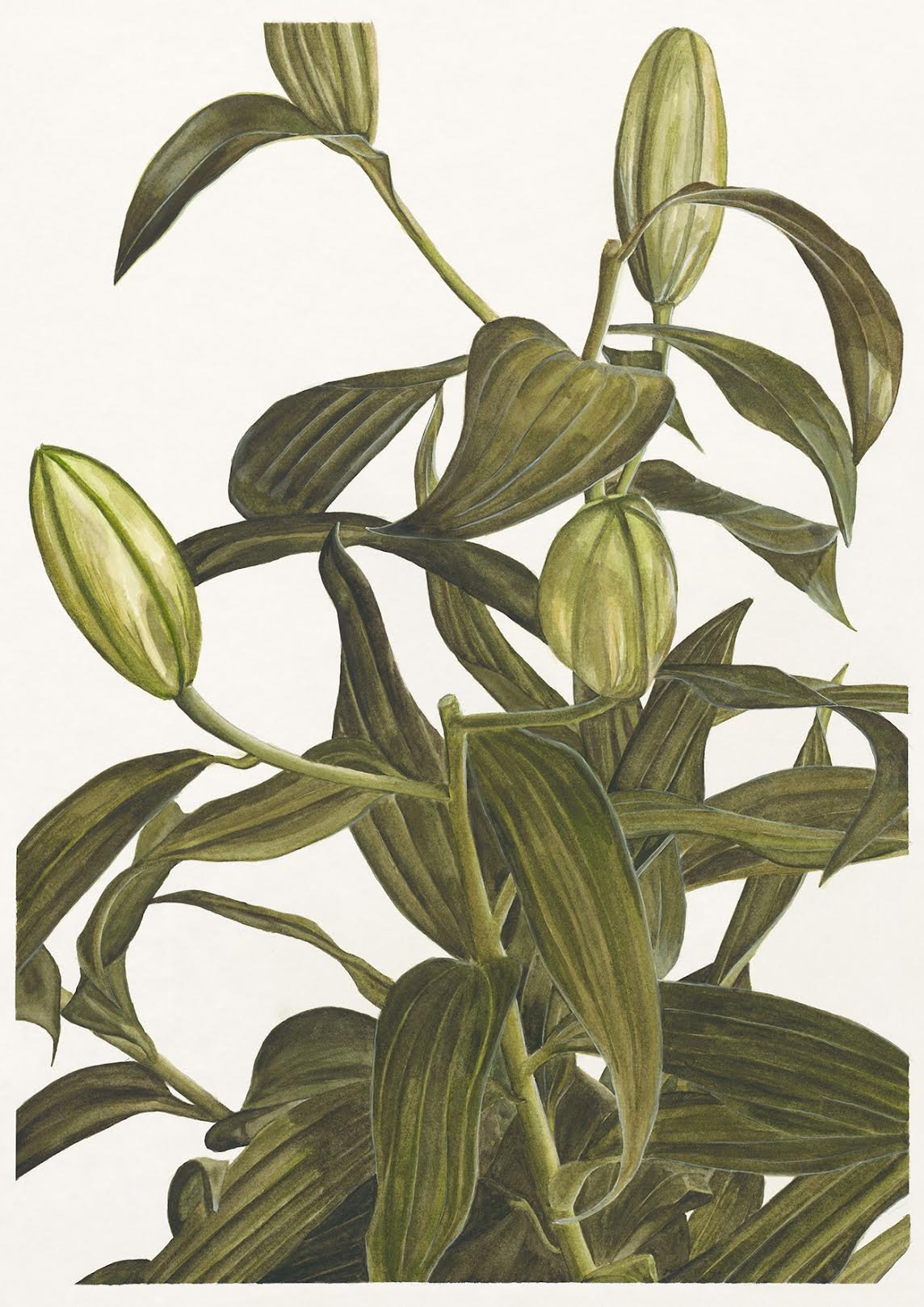 'Virere' Print