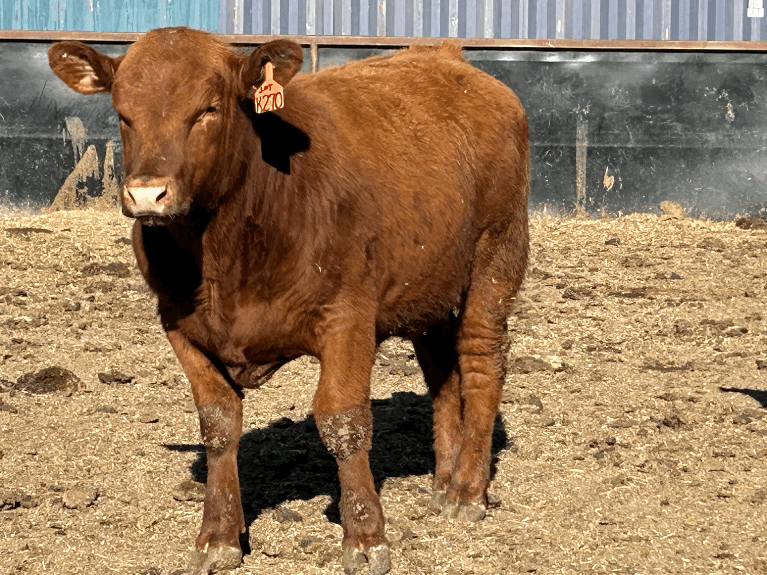 tempImageOlHO5Q.gif