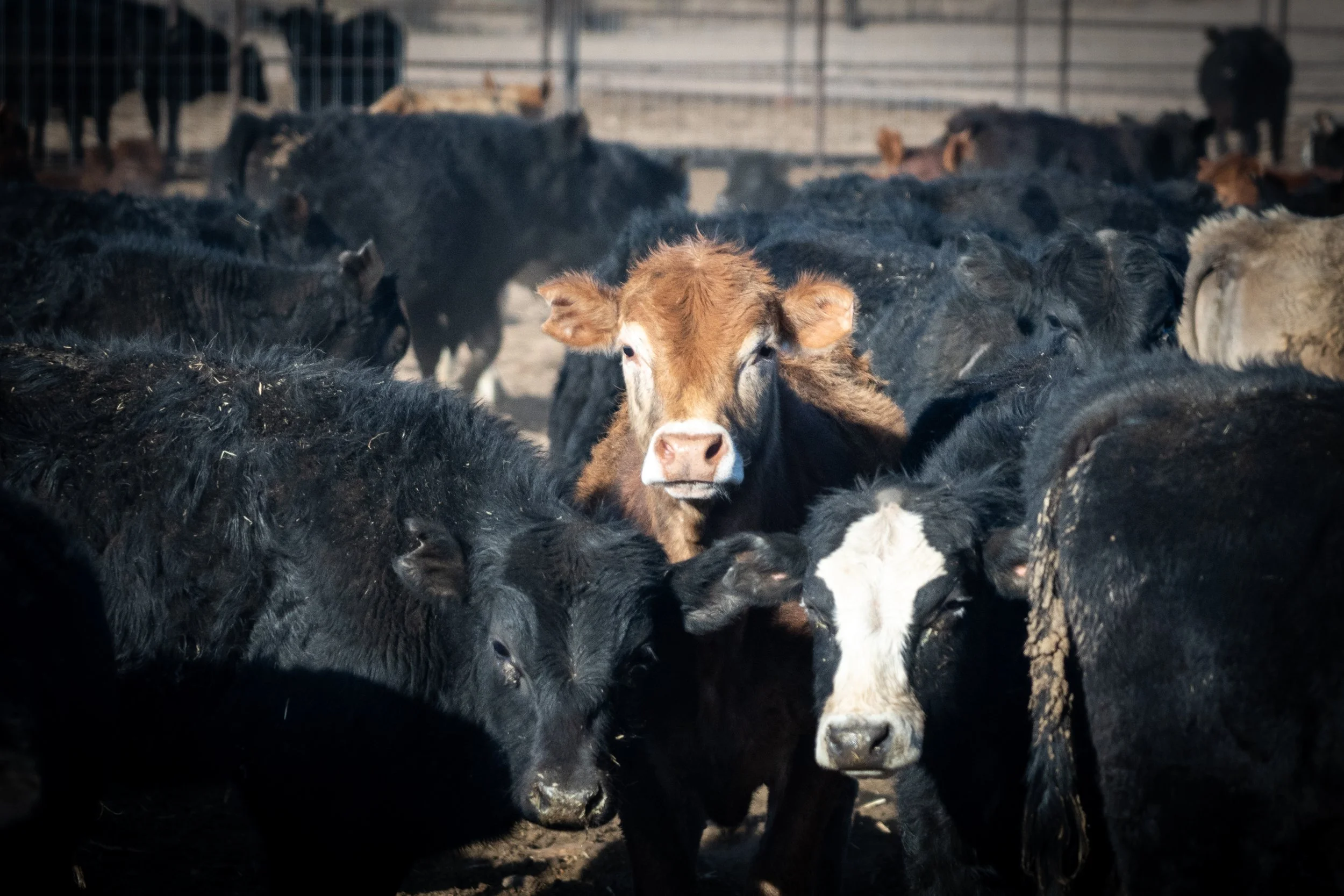 Angus Simmental Group Shot.jpg