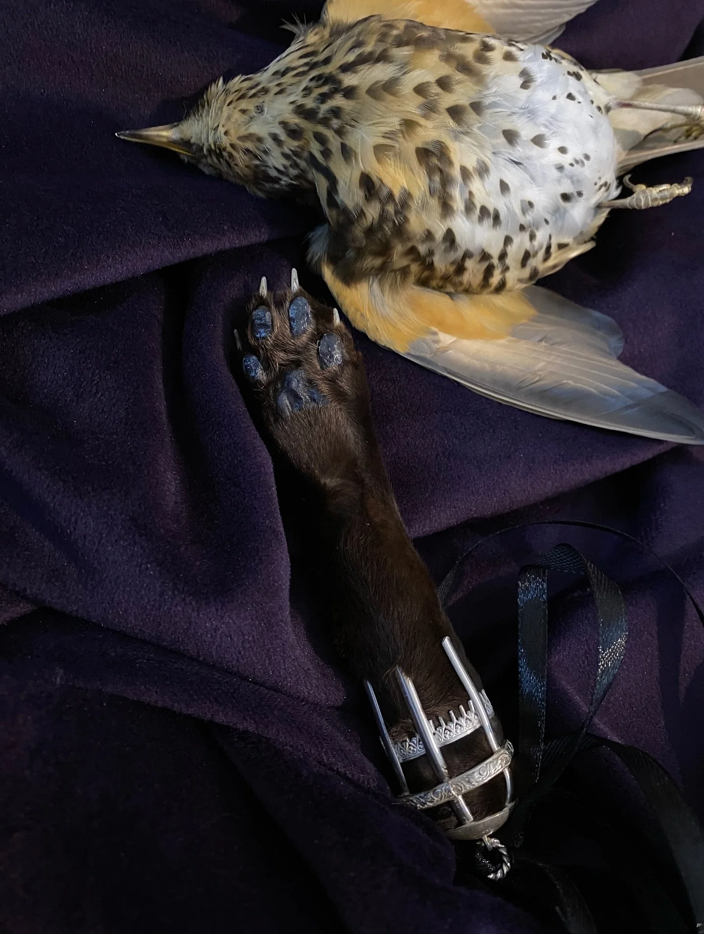 Earlier this year I was lucky enough to collaborate with @antoinetteratcliffe on a very lucky cat foot charm.
This cat survived her accident and has even groomed her little leg since its return 🖤
Building this silver cage around an organic amputati