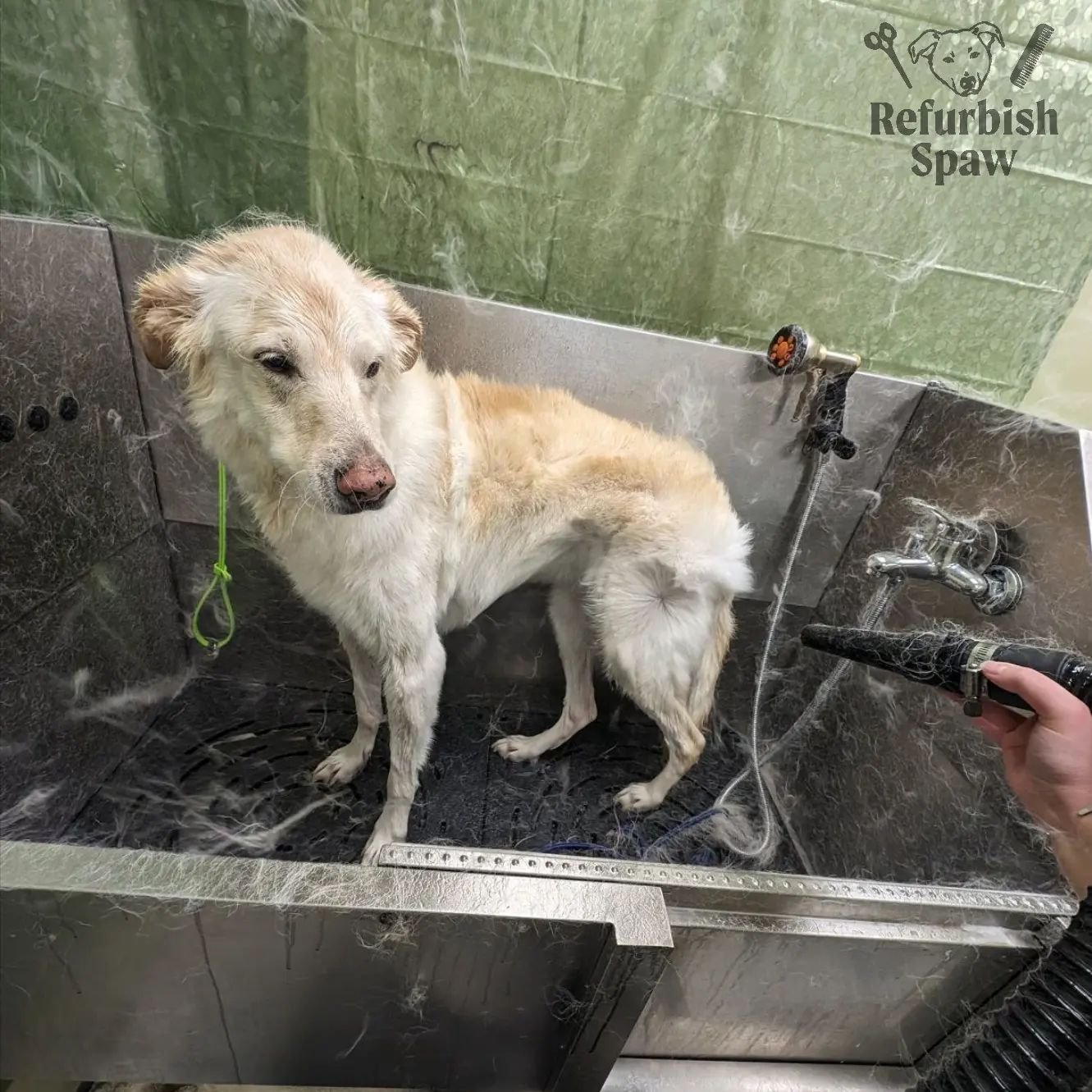 Warm weather has hit and the shedding is real! 😎🌞

I'm currently booking at least 2 weeks in advance at the moment so if you need a fresh summer cut or big blow out, now is the time to book in!

Groom: bath and brush (deshedding included)

#yyc #yy