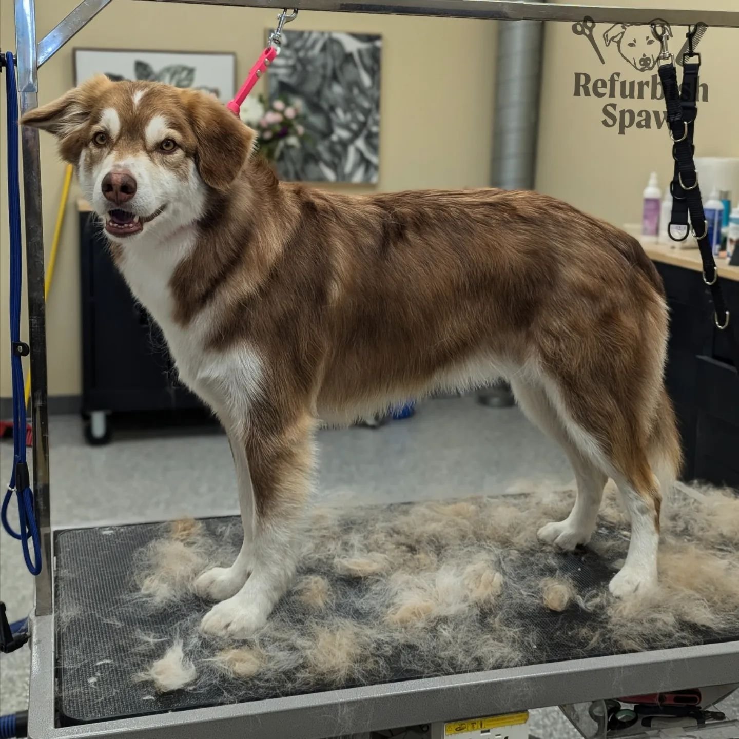 Fine fresh and de-Fluffed! 🦴

Groom: Deshed

#yyc #yycdogs #yycgrooming #yycdoggrooming #yycpets #calgary #calgarydogs #calgarysmallbusiness #shoplocal #huskymix #tollermix