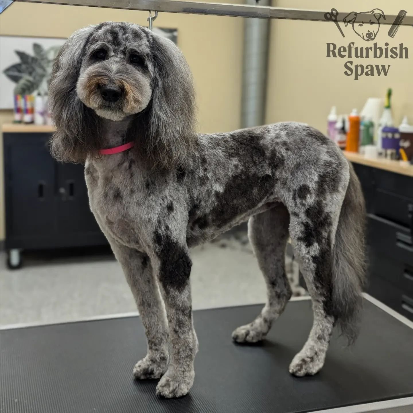 The most luxurious ears in the game 🌼

Groom: Kennel cut 5 body, longer legs and head

#yyc #yycdogs #yycgrooming #yycdoggrooming #yycpets #calgary #calgarydogs #calgarysmallbusiness #shoplocal #doodle