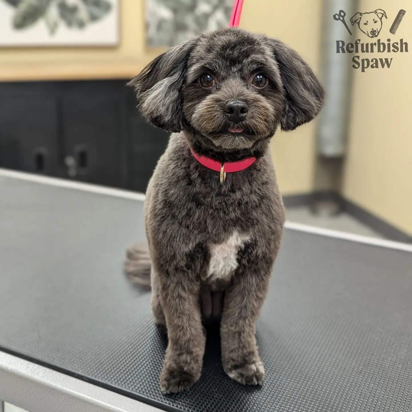 Tiniest little #tongueouttuesday 🩷👅

Groom: 2 Teddy 

#yyc #yycdogs #yycgrooming #yycdoggrooming #yycpets #calgary #calgarydogs #calgarysmallbusiness #shoplocal #havanesemix
