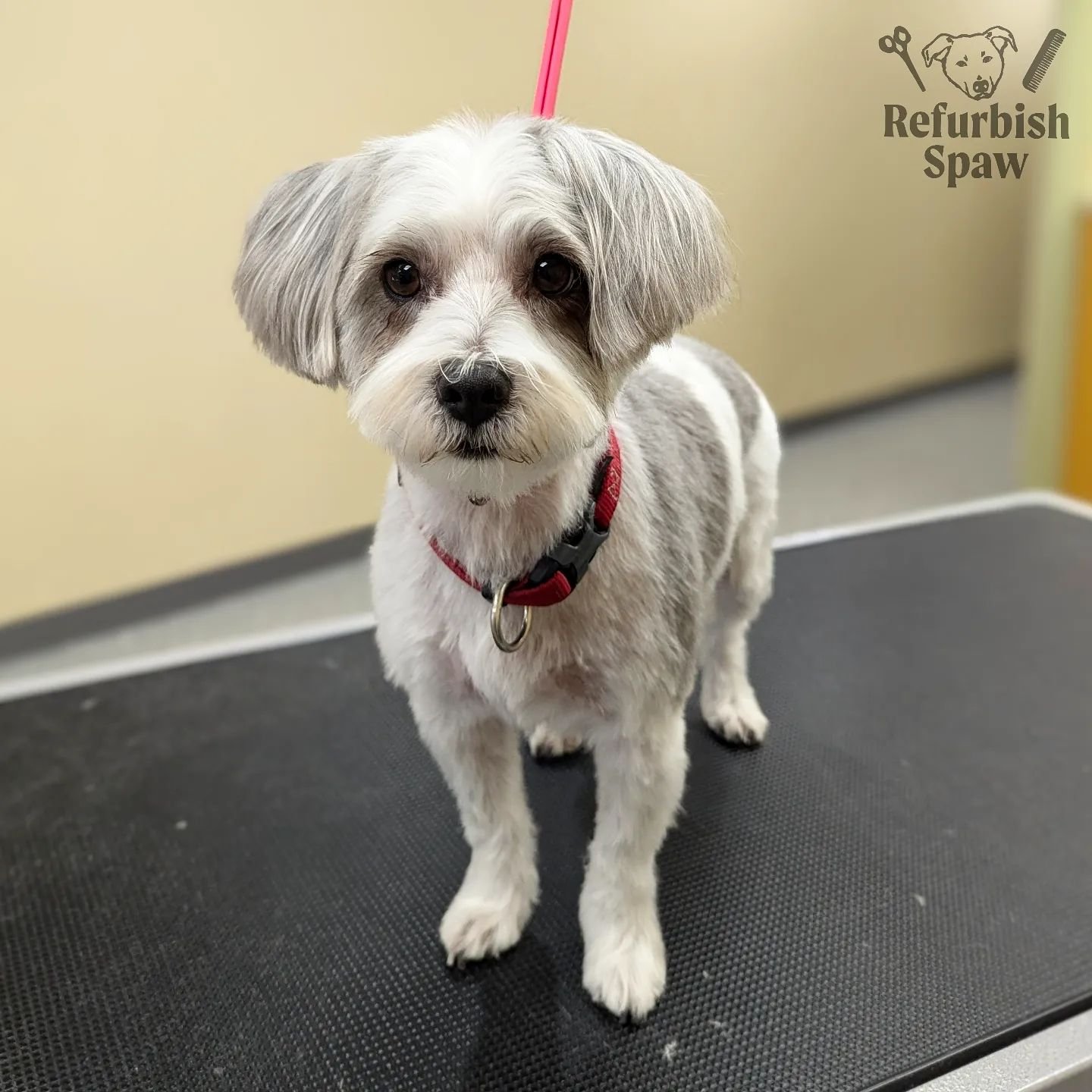 Three cheers for Mo and the cutest little ears! 🙌🎉📣

Groom: Kennel cut 4

#yyc #yycdogs #yycgrooming #yycdoggrooming #yycpets #calgary #calgarydogs #calgarysmallbusiness #shoplocal #morkie