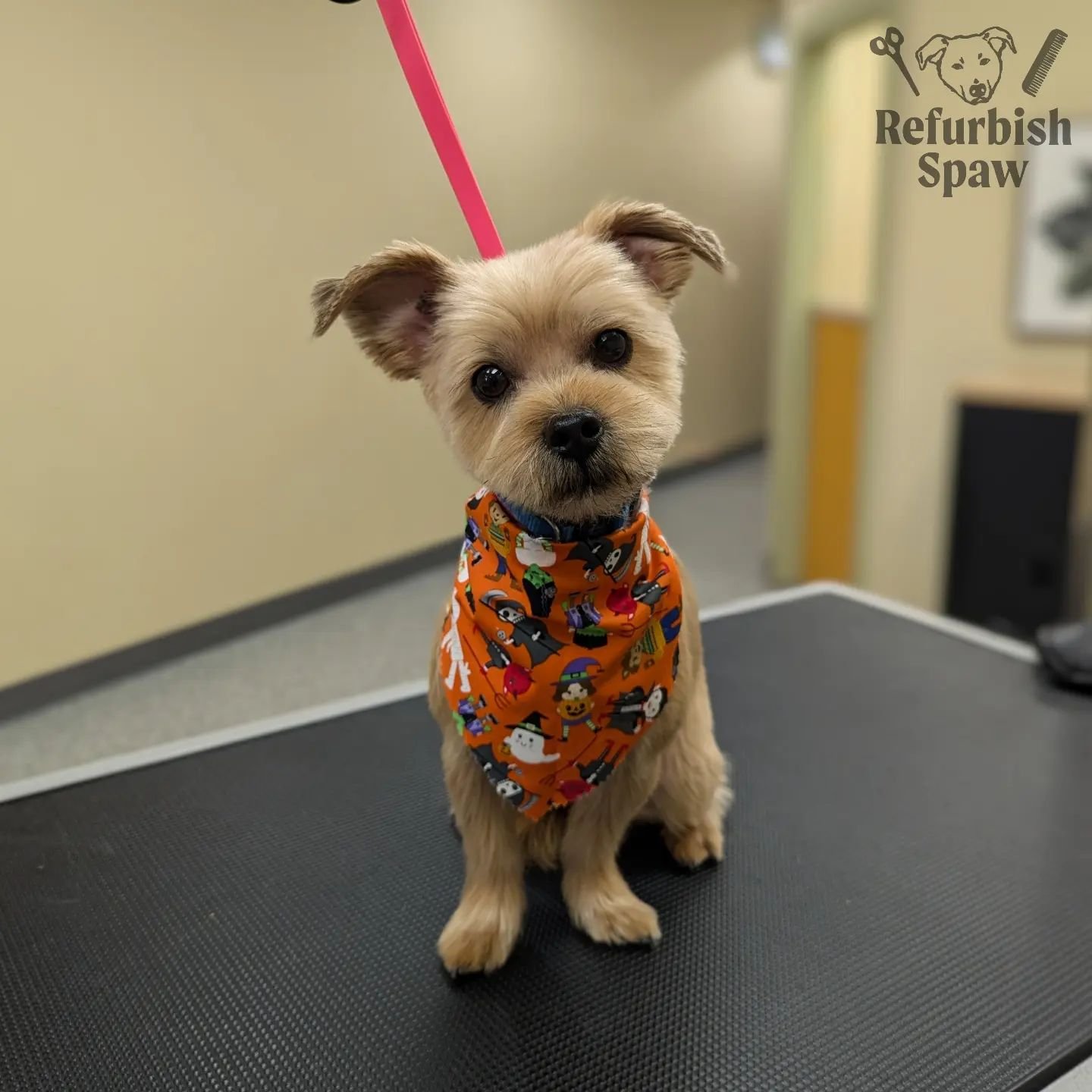 Short and sweet 🥧

Groom: Kennel cut 5

#yyc #yycdogs #yycgrooming #yycdoggrooming #yycpets #calgary #calgarydogs #calgarysmallbusiness #shoplocal #smorkie #yorkiemix