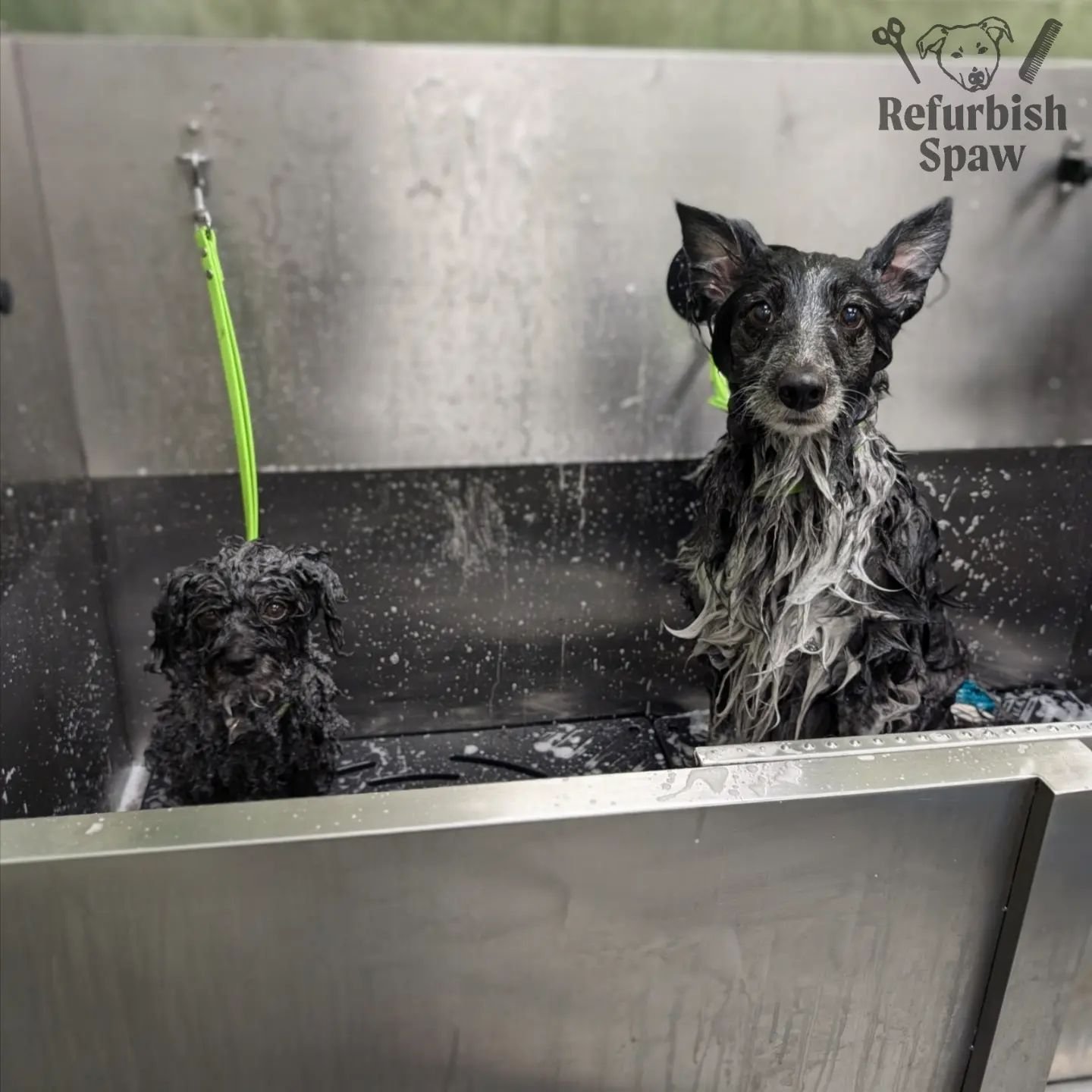 Love these co-dependent besties ! 💄🤞 🥰

Grooms: kennel cut 5 with poodle style head, bath and brush

#yyc #yycdogs #yycgrooming #yycdoggrooming #yycpets #calgary #calgarydogs #calgarysmallbusiness #shoplocal #minipoodle #aussieshepherd