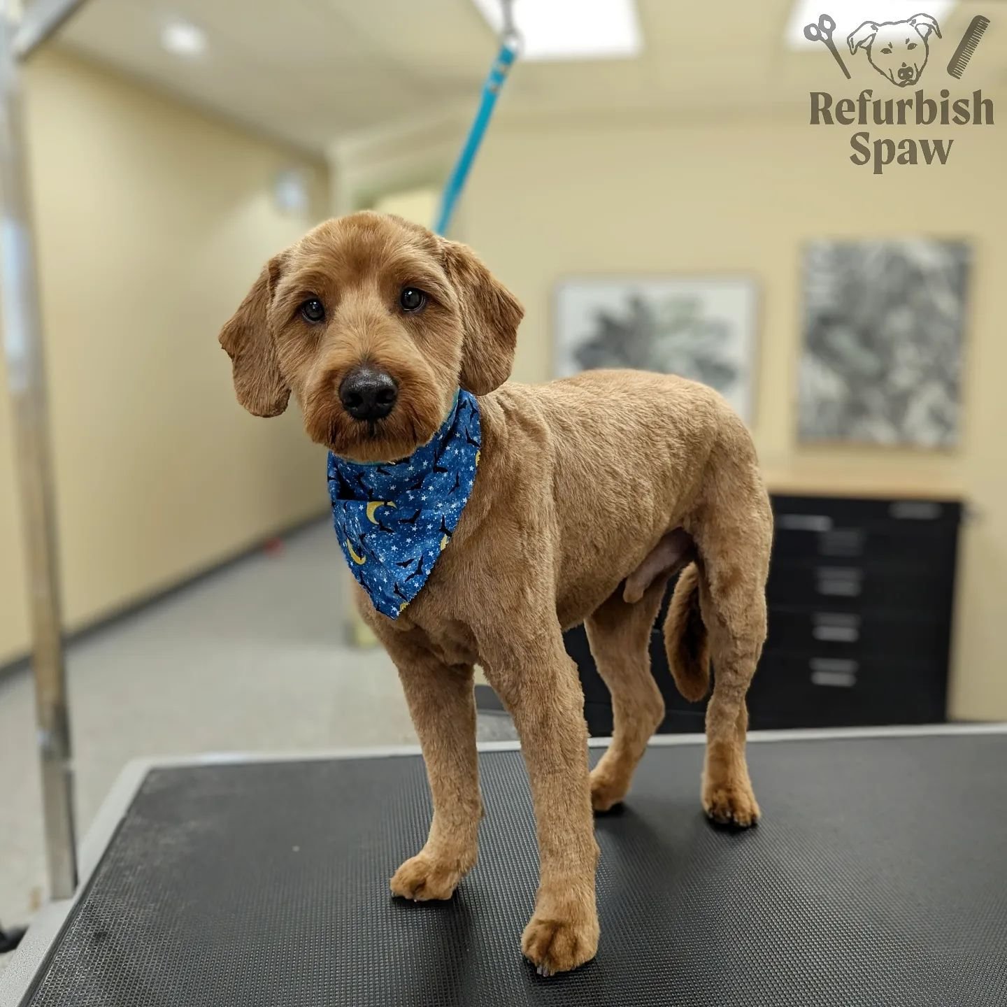 Hope everyone had a Happy Howl-oween! 🎃🦇

Groom: kennel cut 4

#yyc #yycdogs #yycgrooming #yycdoggrooming #yycpets #calgary #calgarydogs #calgarysmallbusiness #shoplocal #doodle #goldendoodle #minigoldendoodle #minidoodle