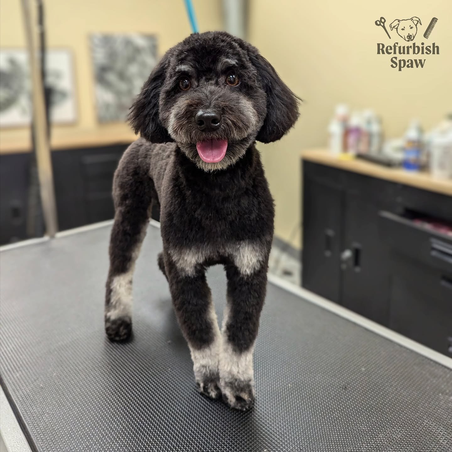 Happy in our fresh new 'do! 🌼

Groom: 1/2 Teddy

#yyc #yycdogs #yycgrooming #yycdoggrooming #yycpets #calgary #calgarydogs #calgarysmallbusiness #shoplocal #minibernedoodle #minidoodle