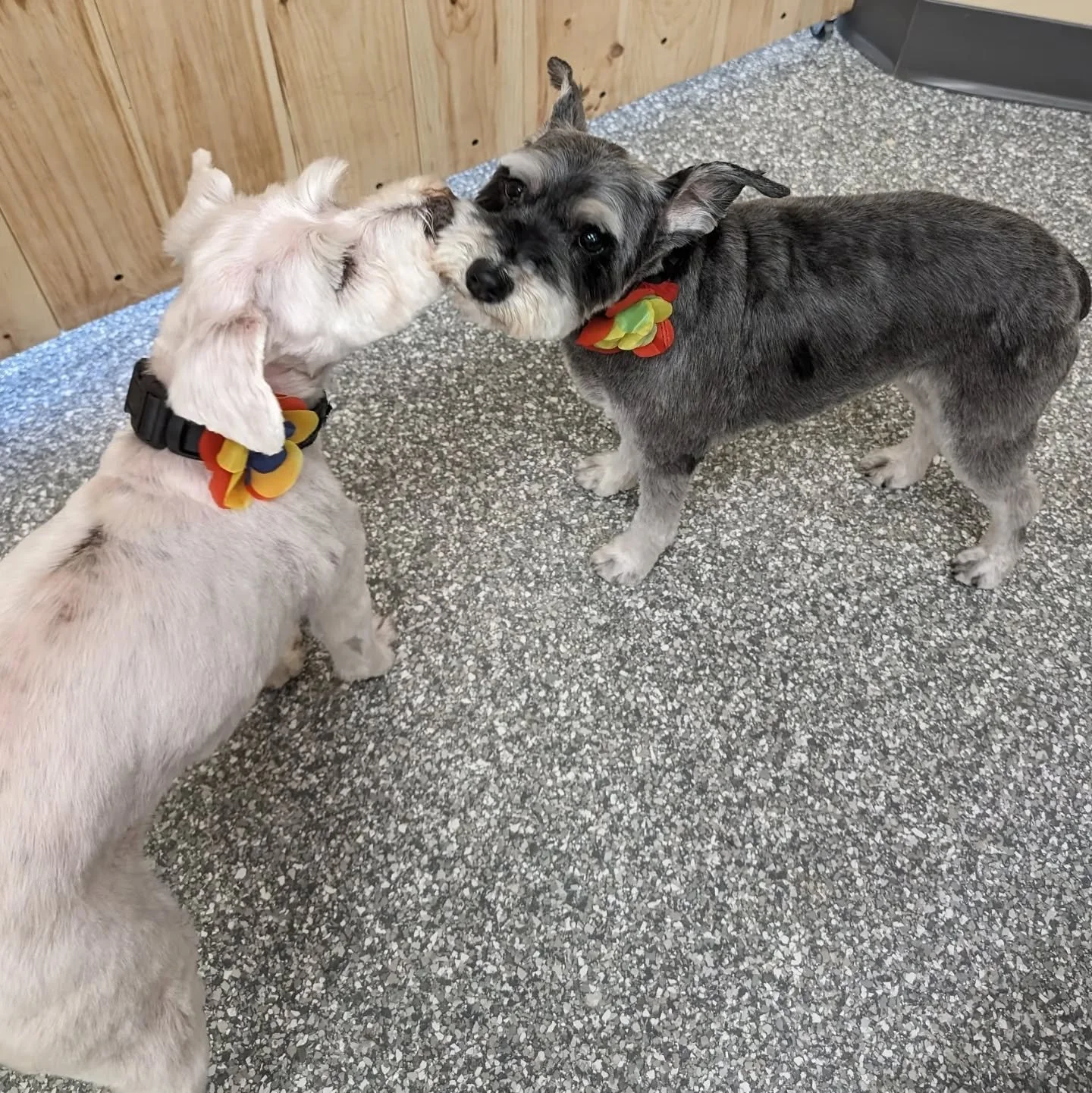 Mom always takes care of her baby! Love these sprightly ol' ladies &hearts;️

Groom: 7 body short schnauzer face