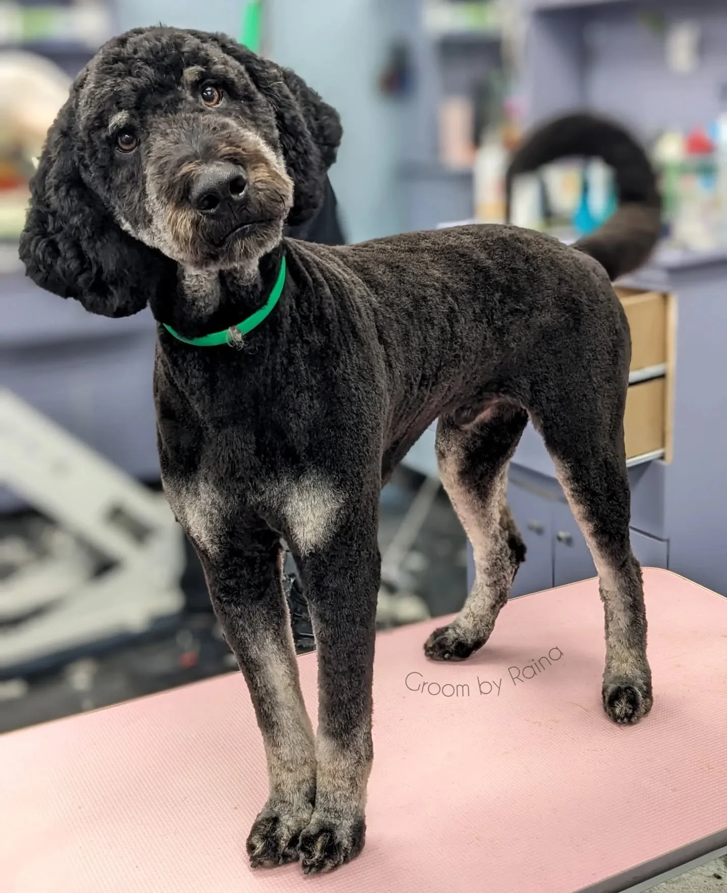 Plush velvet 😍🏆

Groom: #4 kennel cut